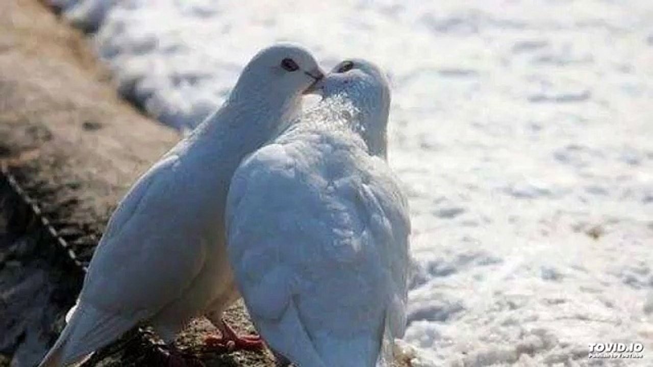 Ehsan Sehgal Prose Poem-Whom Shall I Love