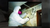 Get a Reliable Mold Removal Service