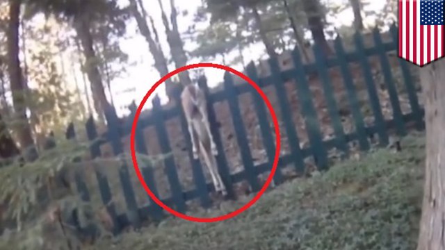 Michigan cop filmed saving deer stuck upside down on a fence - TomoNews