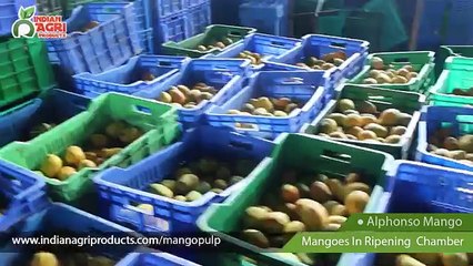 Mango Pulp Exporters In India