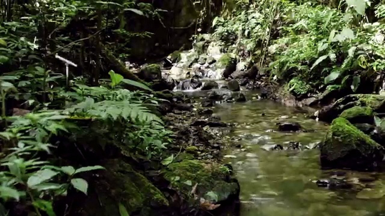 ESTE ES EL BOSQUE MÁS MÁGICO DEL MUNDO SEGÚN LA BBC (Y ESTÁ EN MÉXICO)