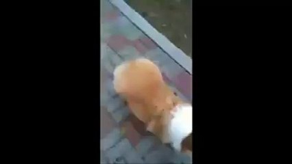 Can't stop watching Cutie Butt