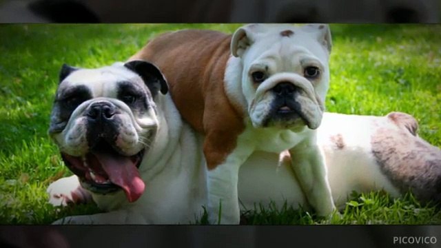 Dog Daycare San Marcos