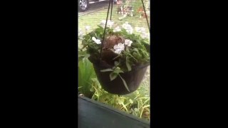 Lovely Florida weather ! More rain .... Bird nest in my hanging basket !