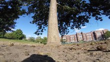Voici la vidéo du parcours acrobatique d'un petit "voleur" dans les arbres