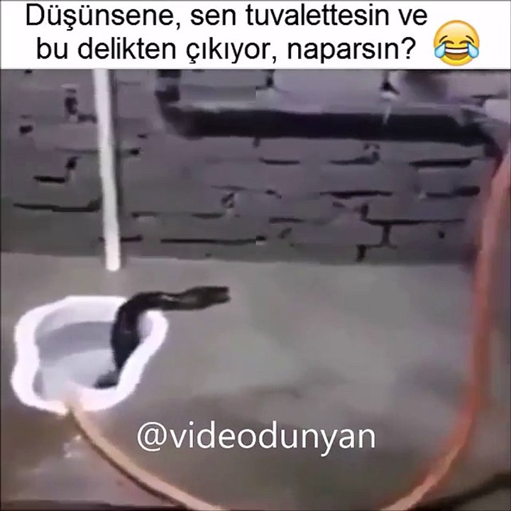 Tuvaletten yılan çıkarsa