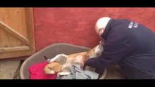 Cette vidéo d'un renard qui reçoit des caresses de son gardien, vous donnera envie d'en adopter un !