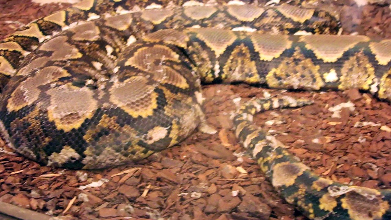 Mescoules : visite au zoo