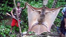 GIANT BAT FOUND IN JUNGLE -ΜΥΣΤΗΡΙΩΔΗΣ ΓΙΓΑΝΤΙΑΙΑ ΝΥΧΤΕΡΙΔΑ ΒΡΕΘΗΚΕ ΣΕ ΖΟΥΓΚΛΑ!!