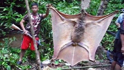 GIANT BAT FOUND IN JUNGLE -ΜΥΣΤΗΡΙΩΔΗΣ ΓΙΓΑΝΤΙΑΙΑ ΝΥΧΤΕΡΙΔΑ ΒΡΕΘΗΚΕ ΣΕ ΖΟΥΓΚΛΑ!!