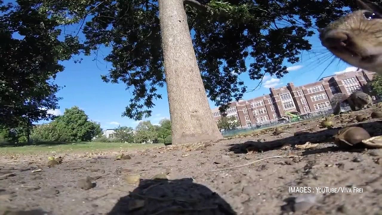 Un écureuil vole une caméra et réalise une prise de vue exceptionnelle