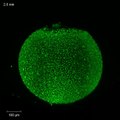 ZEISS Lightsheet Z.1: Zebrafish embryo