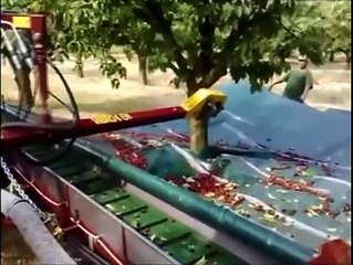 How To Pluck cherry From Tree