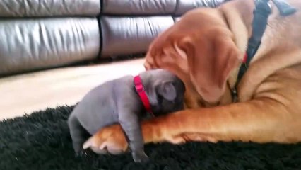 Un énorme chien prend soin d'un adorable chiot