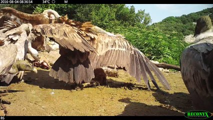 Vautours fauves - LPO Ardeche