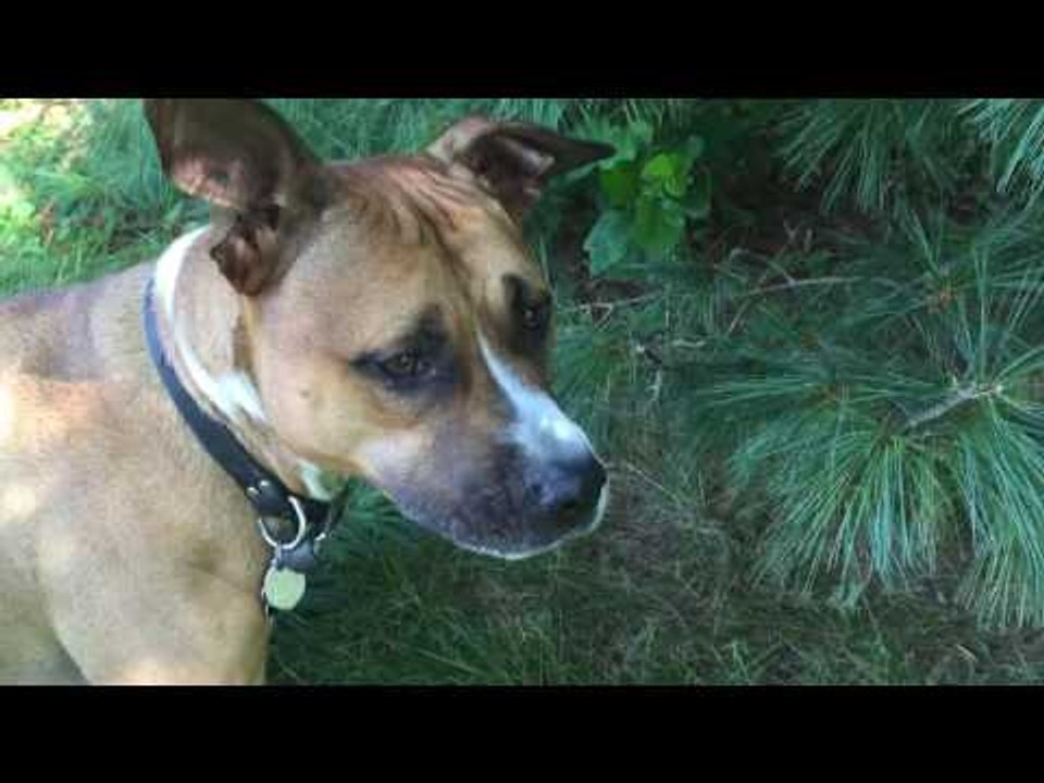 Little Pitbull Helps Owner With Yard Work