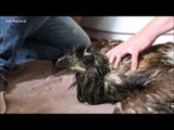 Eagle Washed and Fed After Dramatic Rescue in Poland