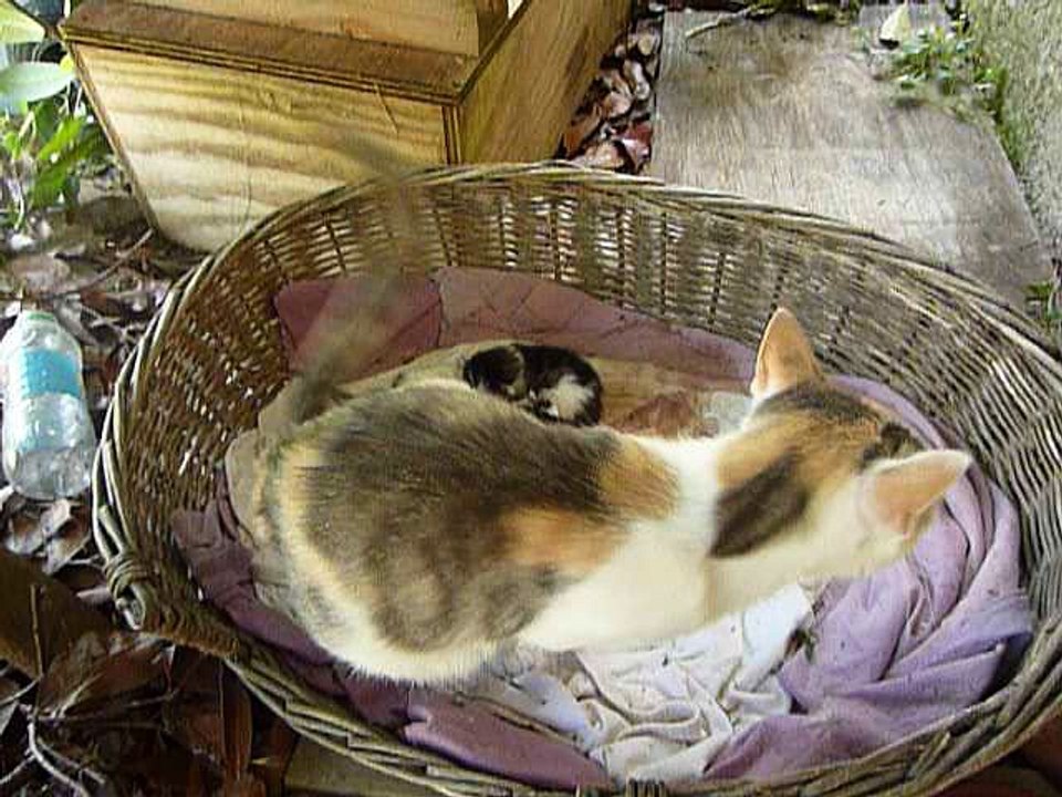 Chatons nés le 9 août 2016