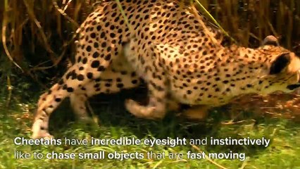 Ces animaux s'éclatent en jouant au foot !