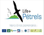 Life petrels - episode 3