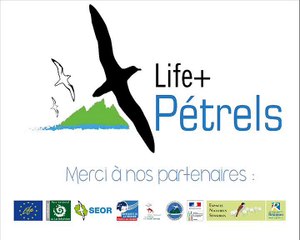 Life petrels - episode 5