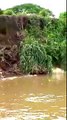 Vea cómo este cocodrilo atrapó a una vaca en un río