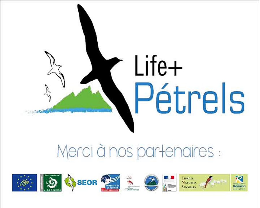 Life petrels - episode 7