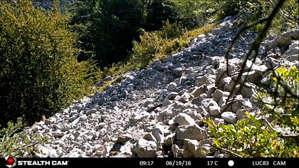 Belette - Luc SOURET