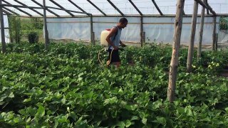 Greenhouse #bellPeppers | Farm of Hope Iasi Romania