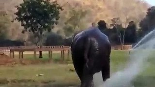 Cute elephant playing with hose pipe