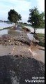 Flood in pasrur village...Kala phar...destroying rice crops..roads broken