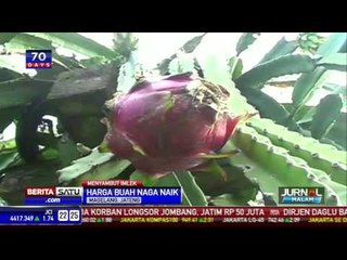 Petani Buah Naga Untung Besar Jelang Imlek