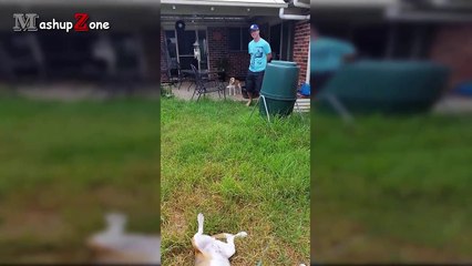 Funny Guilty Dog Videos Compilation 2016 [BEST OF]