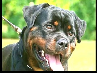Conoce las características de un Rottweiler