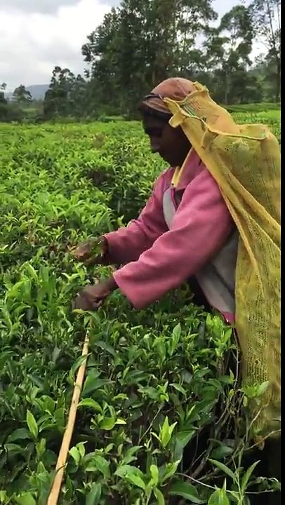 Recolección de hojas de té en Sri Lanka