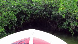 A river cruise through mangroves of Sri Lanka