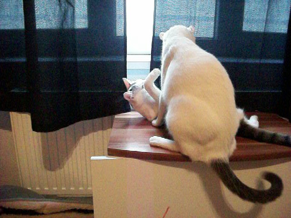 Harvey und Vinzent am 10.08.2016