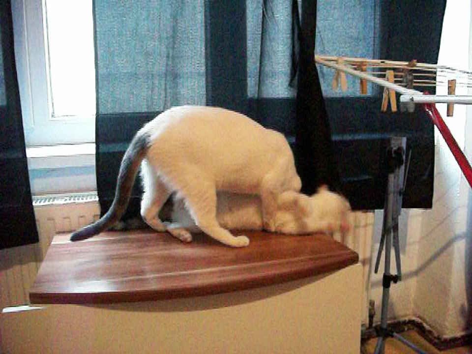 Harvey und Vinzent am 10.08.2016