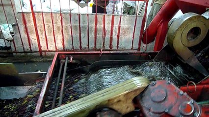 Druze olive oil factory (Julis, Israel) - Nov '10