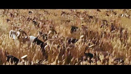 Cheval de guerre VF