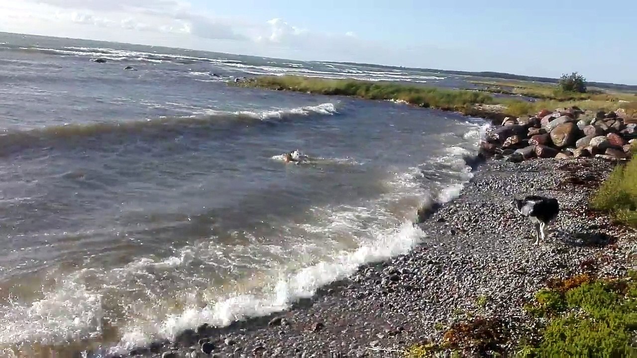 Irish rescue dog surfing in the Waves