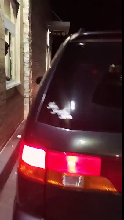 Woman Is Completely Passed Out At A McDonalds Drive Thru!