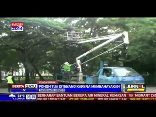 Dinas Kebersihan Tebang Pohon-pohon Tua