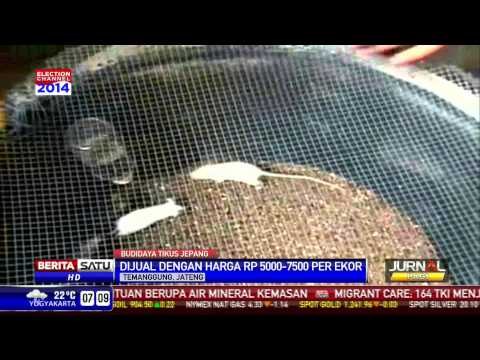 Warga Temanggung Hobi Budidayakan Tikus Jepang
