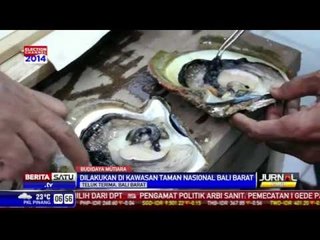 Menengok Budidaya Mutiara di Bali