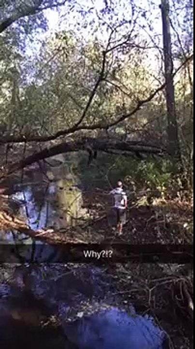 Dane in a the tree