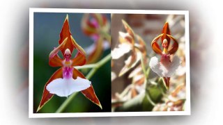 Top 10 Beautiful but Strange Orchid flowers