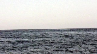 Fin whales in Alboran sea - Mediterranean