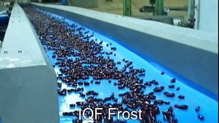 OctoFrost Frozen - IQF Vegetables: Kidney Beans