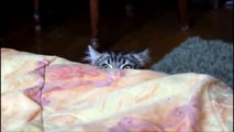 OMG! Cats  Funny Cats - New Funny Cats Video - Funny Animals - Funny Videos